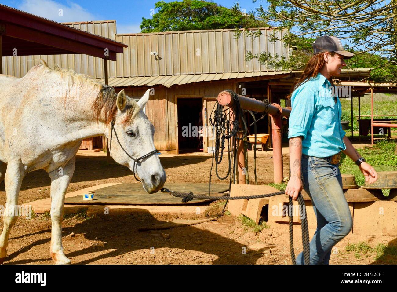 Horses in stable being walked to corral by an attractive, young smiling