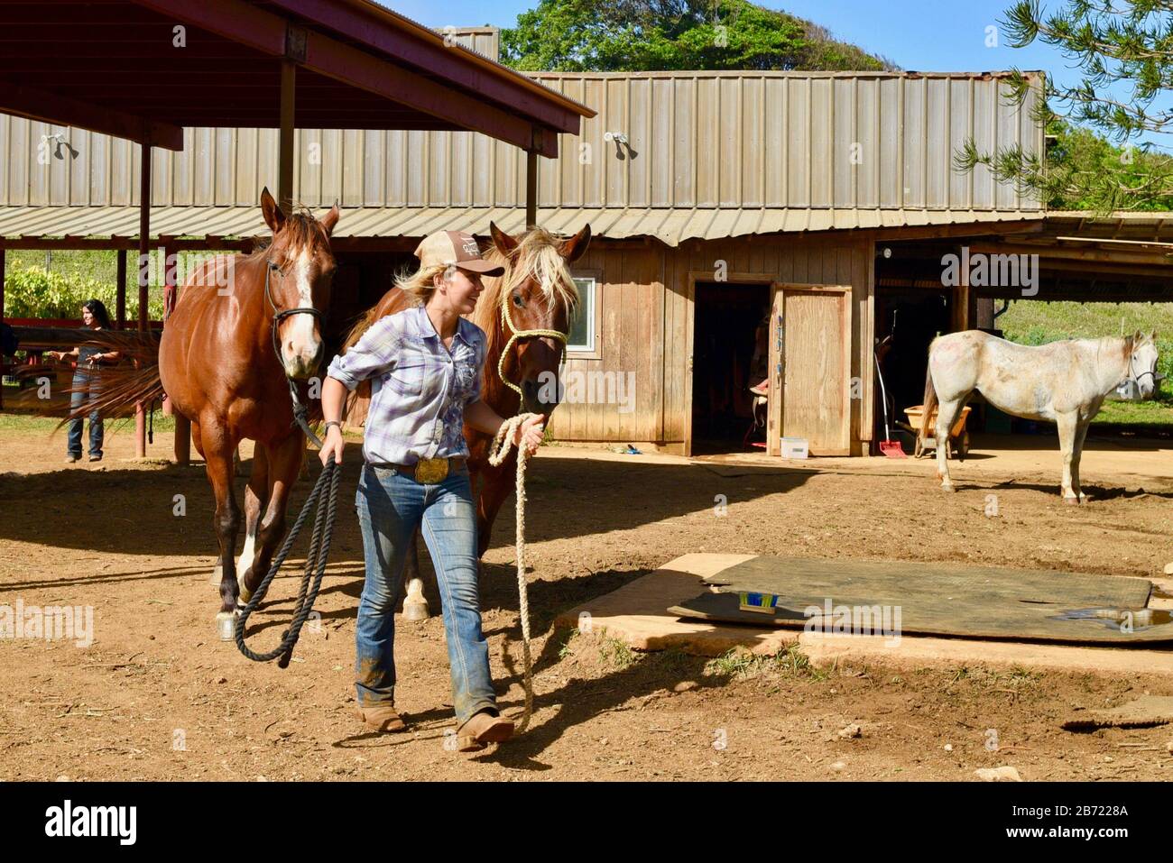 Horses in stable being walked to corral by an attractive, young smiling