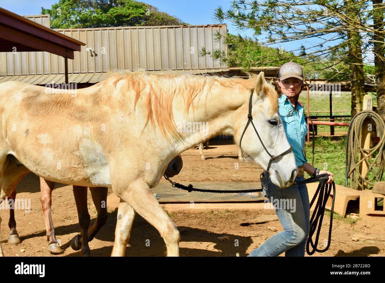 Horses in stable being walked to corral by an attractive, young smiling