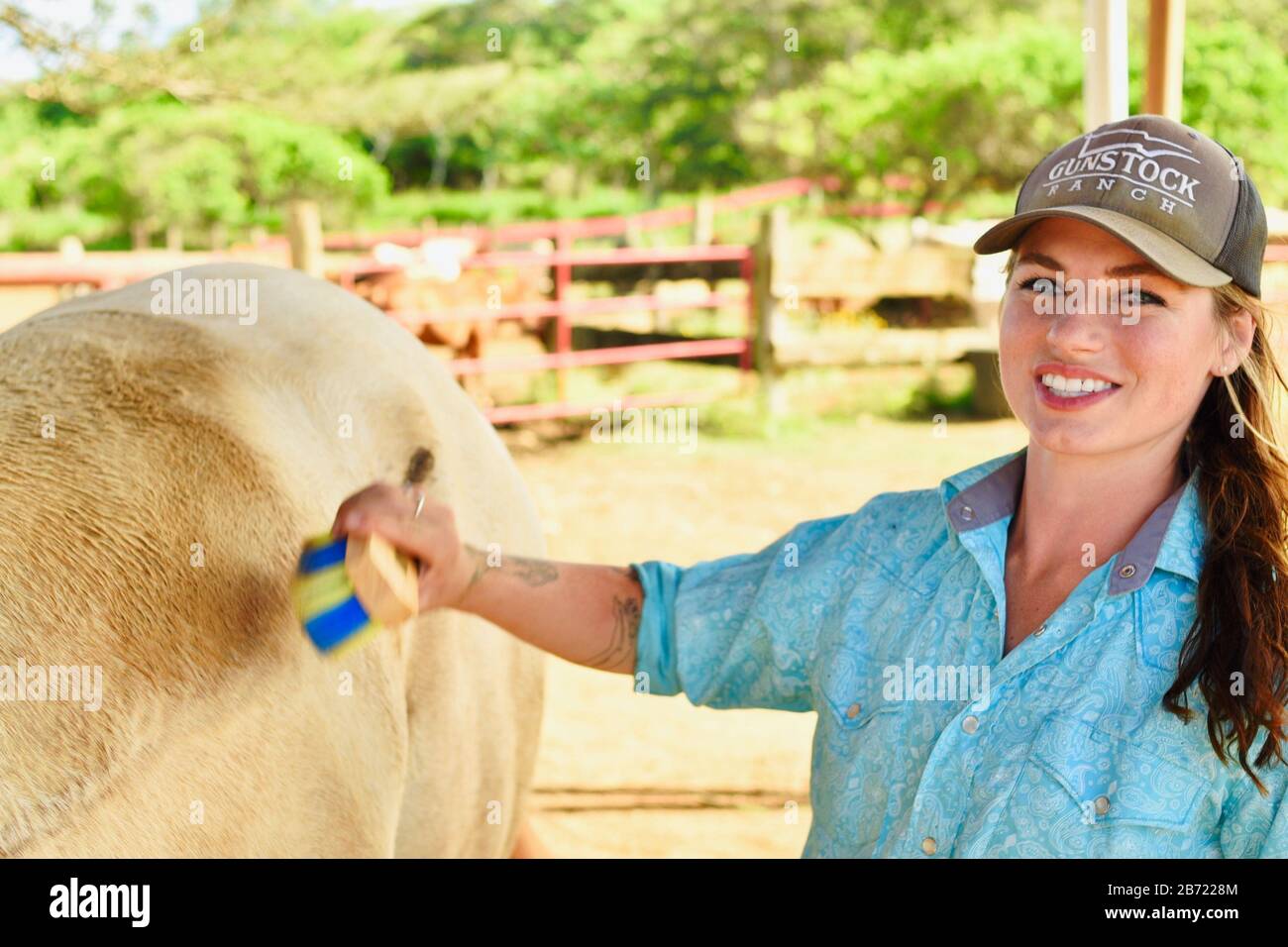 Horses being cared for and groomed by an attractive, young smiling