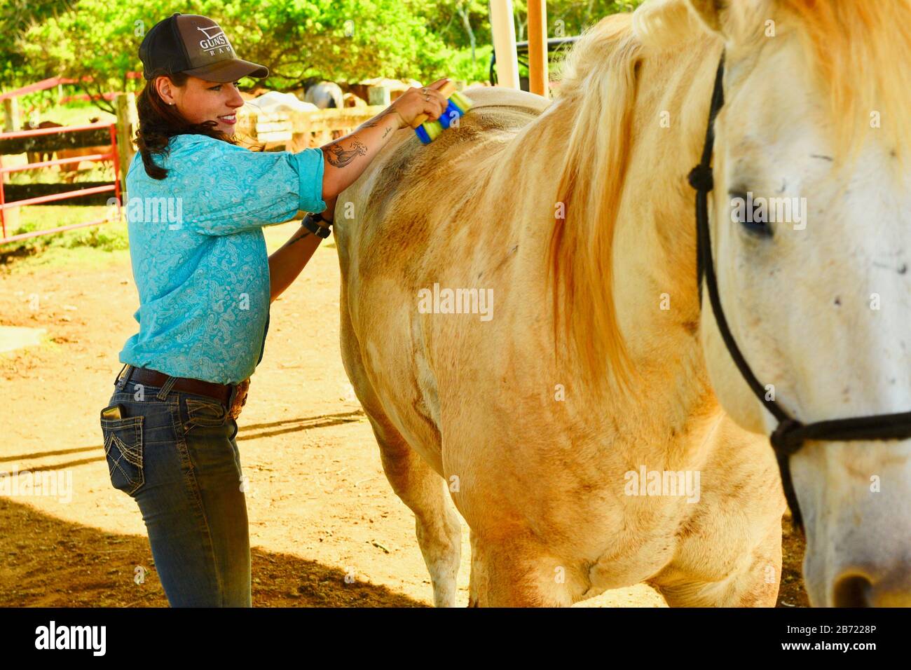 Horses being cared for and groomed by an attractive, young smiling