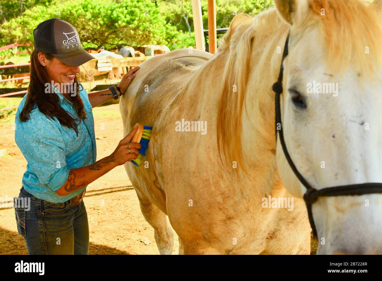 Horses being cared for and groomed by an attractive, young smiling