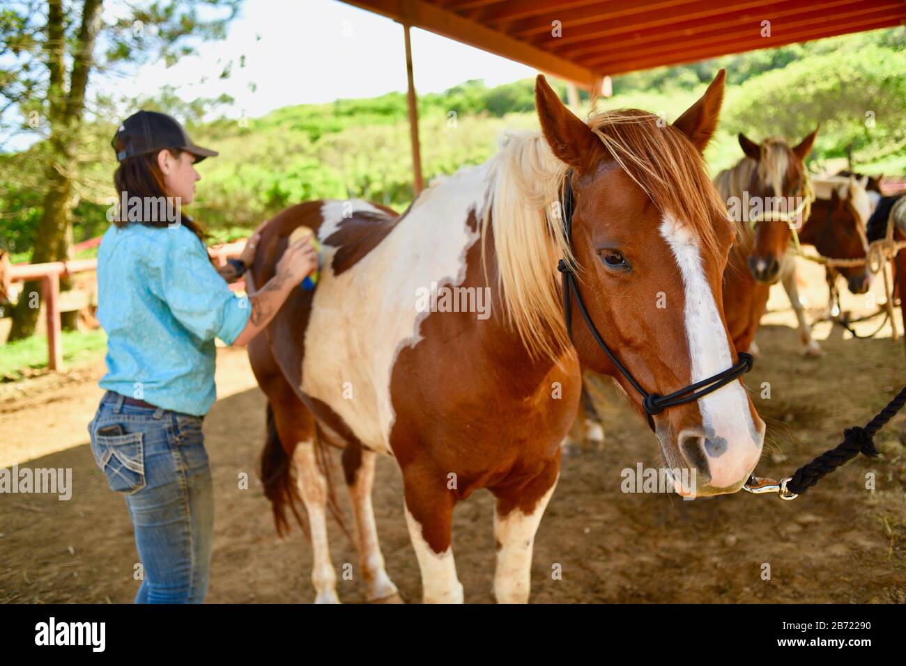 Horses being cared for and groomed by an attractive, young smiling