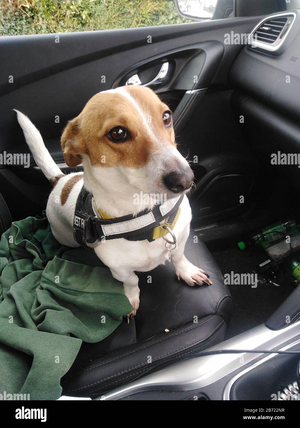 Harry, a Jack Russel Terrier, sitting on a car seat Ireland Stock Photo