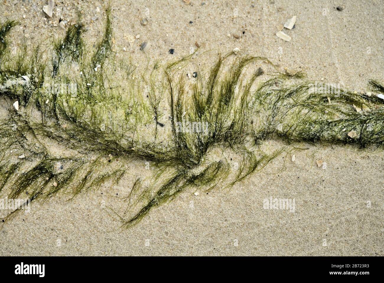 pattern of sea weed on the beach in the sand Stock Photo