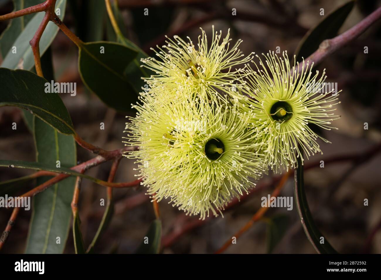 Cluster of lemon coloured flowers of Eucalyptus stricklandii. Stock Photo