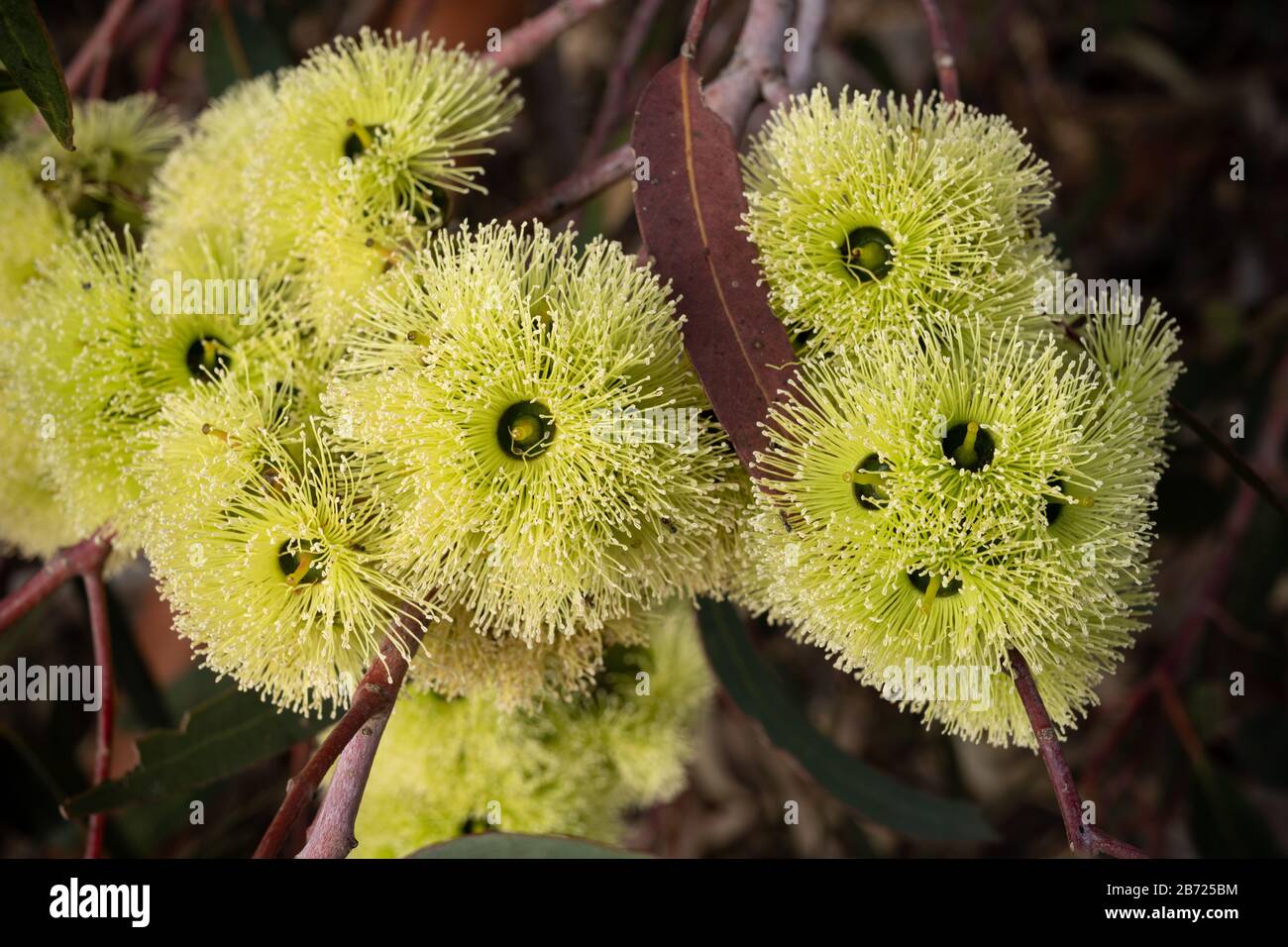Close-up of flowers on Eucalyptus strickland a native tree of Western Australia. Stock Photo
