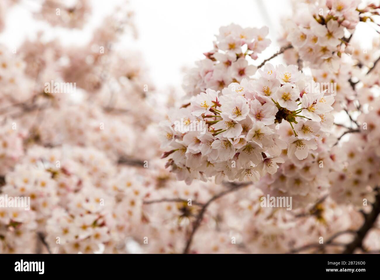 Pink blossom sakura flowers on a spring day in Japan., Beautiful ...