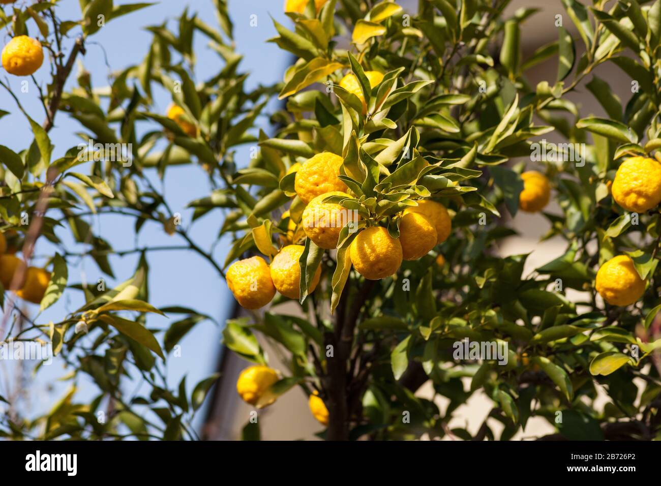 Leech lime or Bergamot fruits hanging on its tree Stock Photo - Alamy