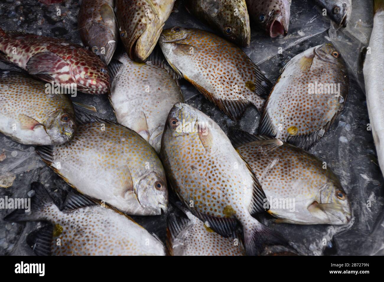 golden rabbitfish Sell in fresh seafood market, note subject is blurry Stock Photo