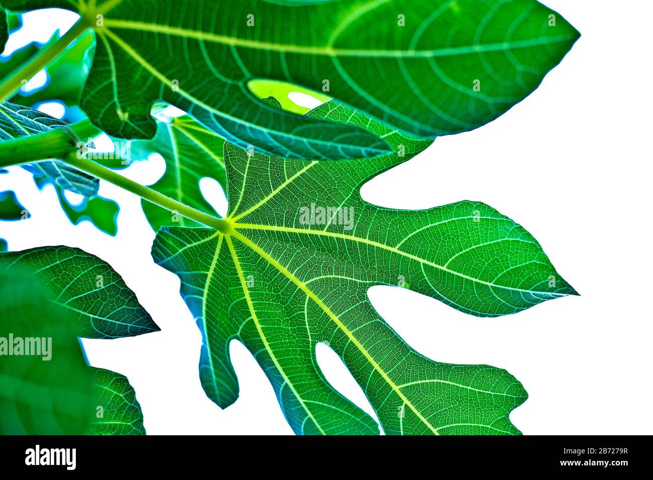 Vibrant backlit saturated fig tree leaves. Stock Photo