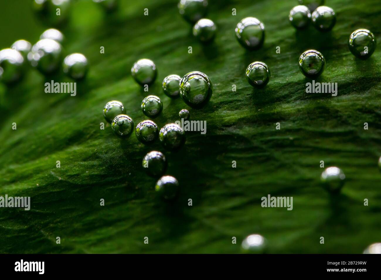 Macro photo of underwater aquatic plants producing small oxygen bubbles