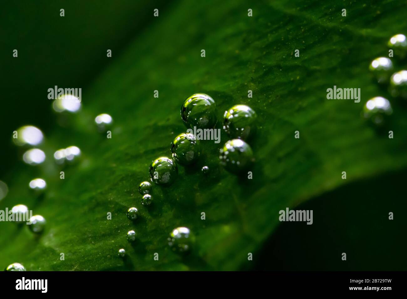 Macro photo of underwater aquatic plants producing small oxygen bubbles