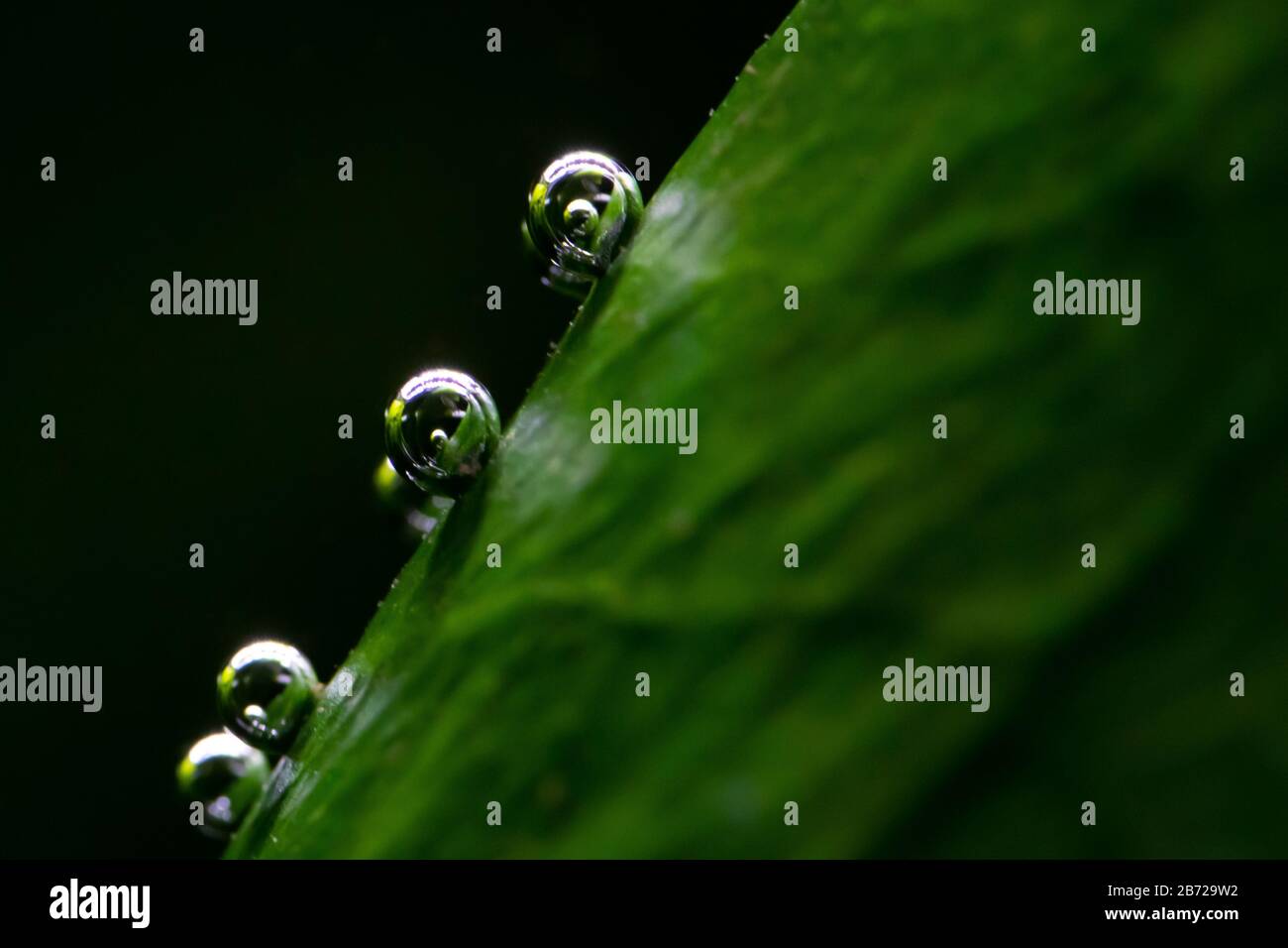 Macro photo of underwater aquatic plants producing small oxygen bubbles