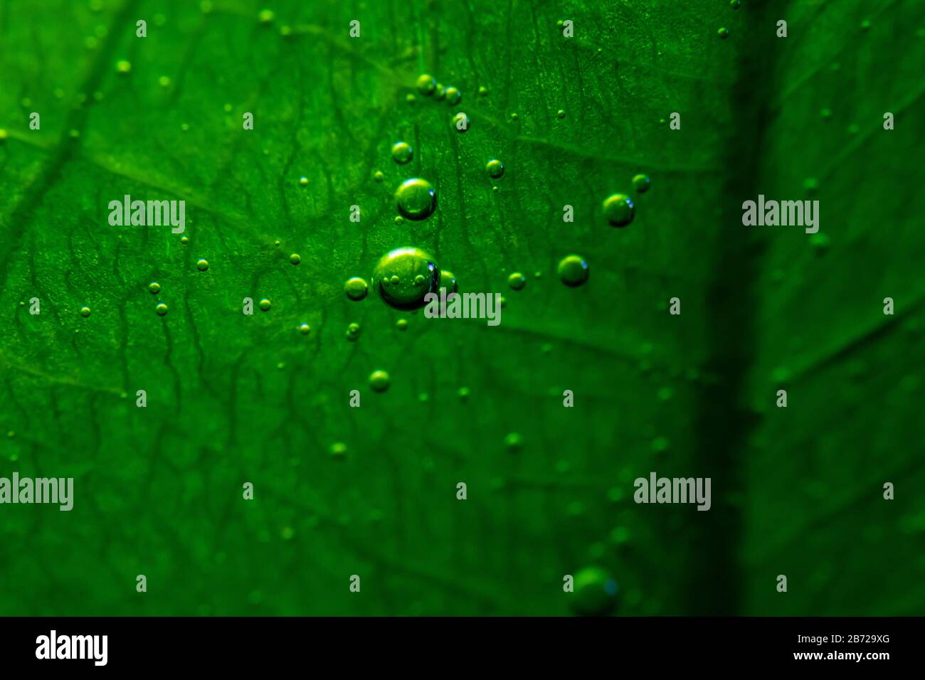 Macro photo of underwater aquatic plants producing small oxygen bubbles
