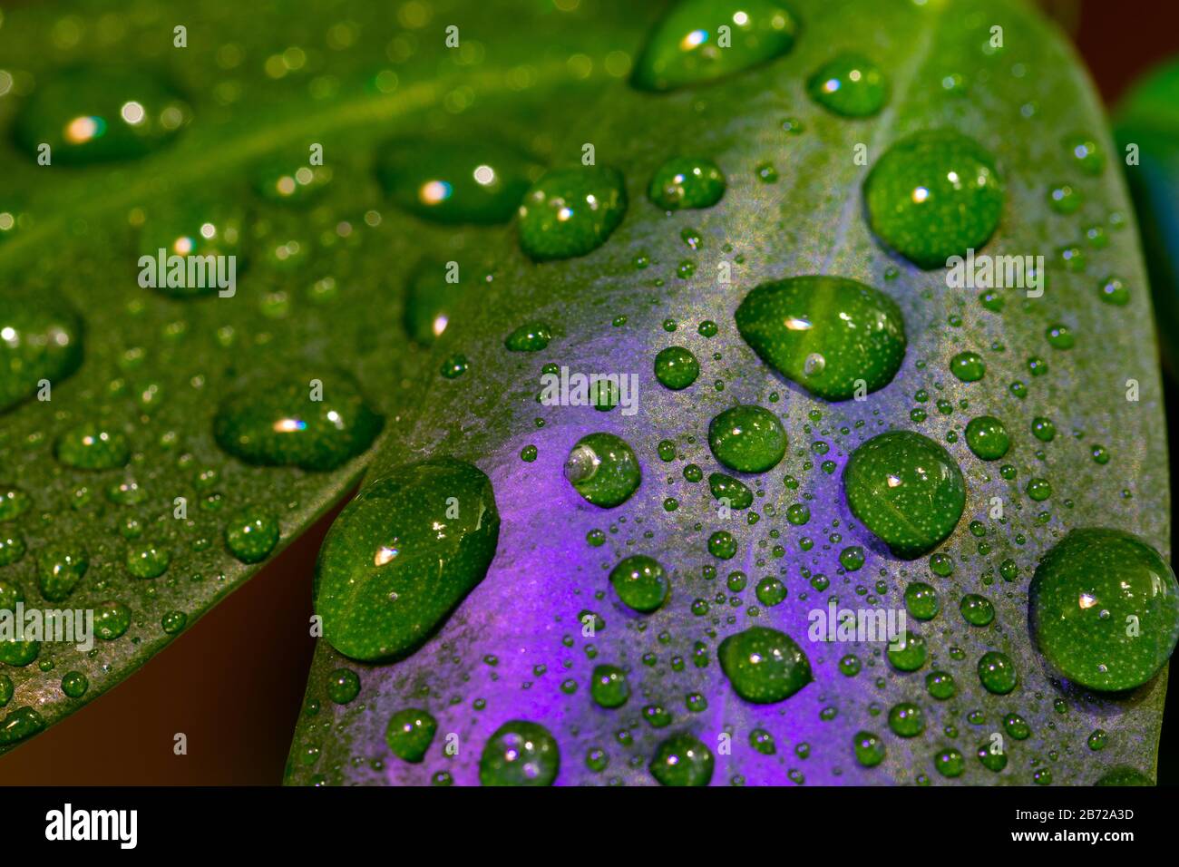 Macro photo of a house plant with water droplets and colored lights reflecting on the leaves Stock Photo