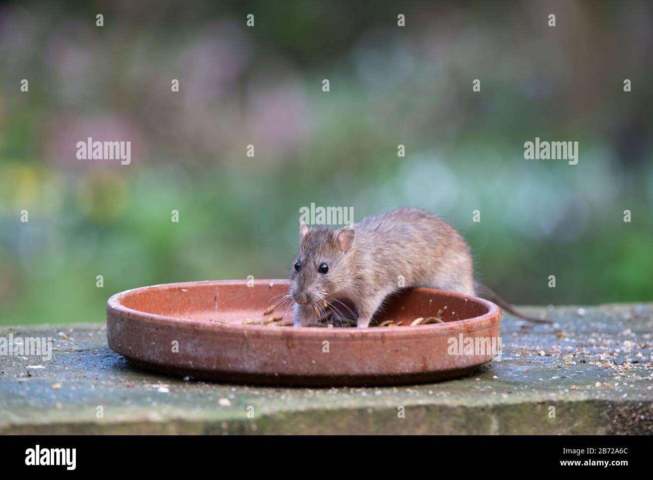 Dried mealworms hires stock photography and images Alamy