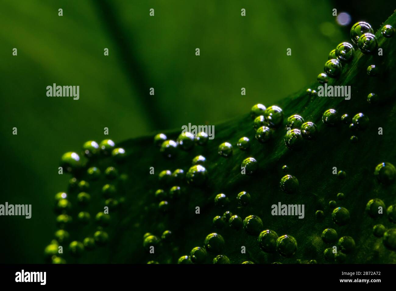 Macro photo of underwater aquatic plants producing small oxygen bubbles