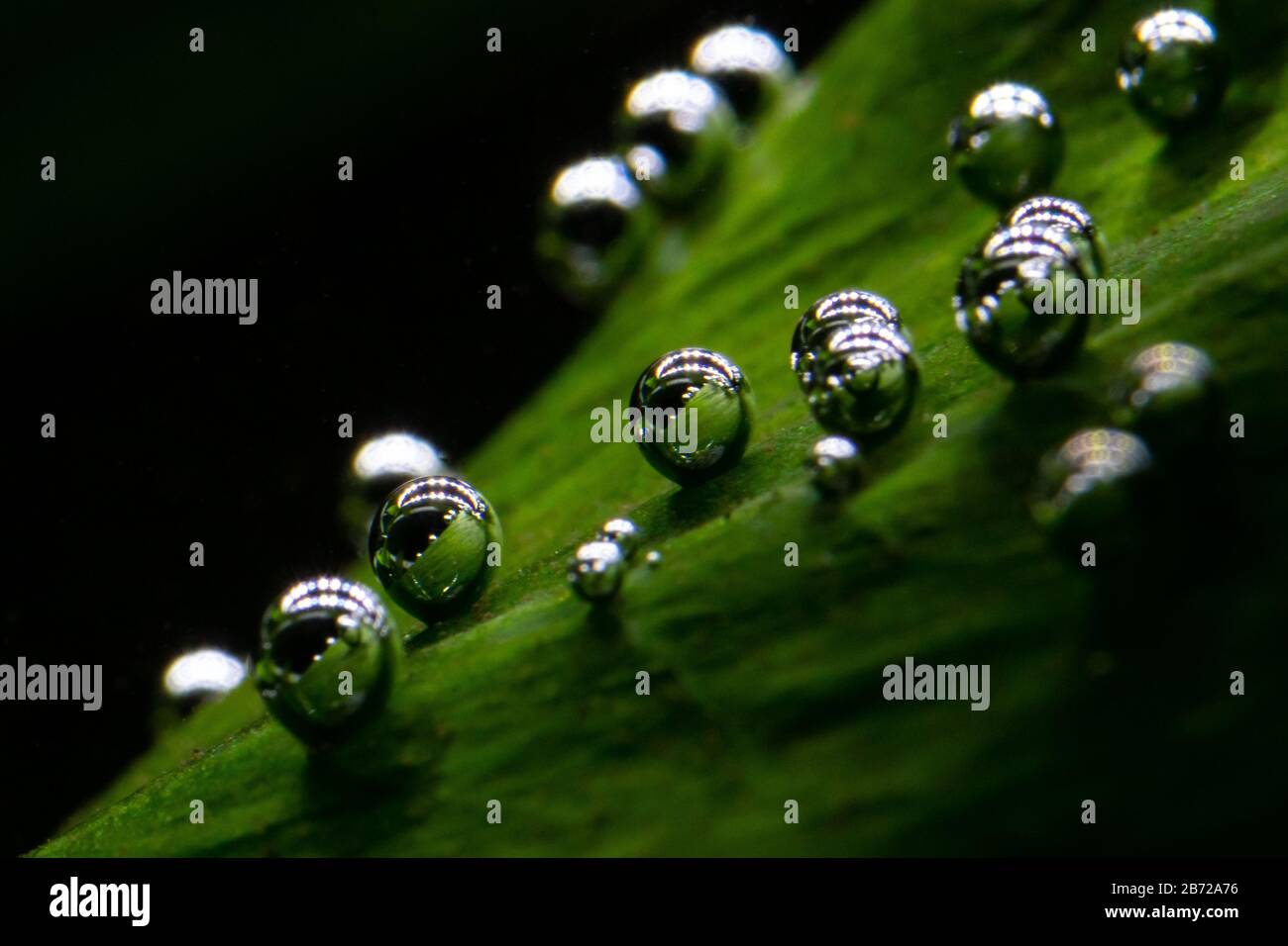 Macro photo of underwater aquatic plants producing small oxygen bubbles on their leaves also known as pearling Stock Photo