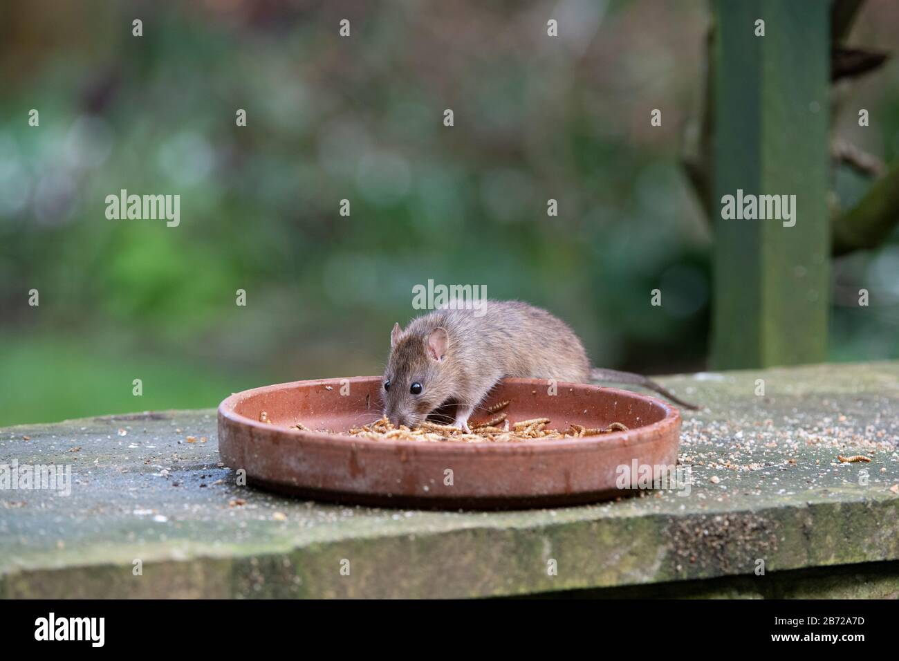 Rattus norvegicus. Brown rat feeding on a bowl of dried mealworms put out for the birds in an english garden. UK Stock Photo