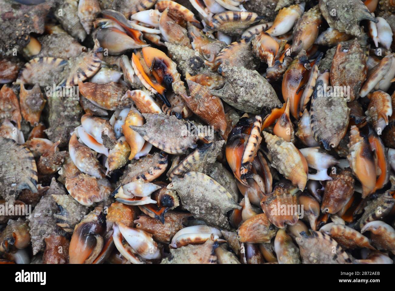 Group of Conch Sell in fresh seafood market, note  select focus with shallow depth of field Stock Photo