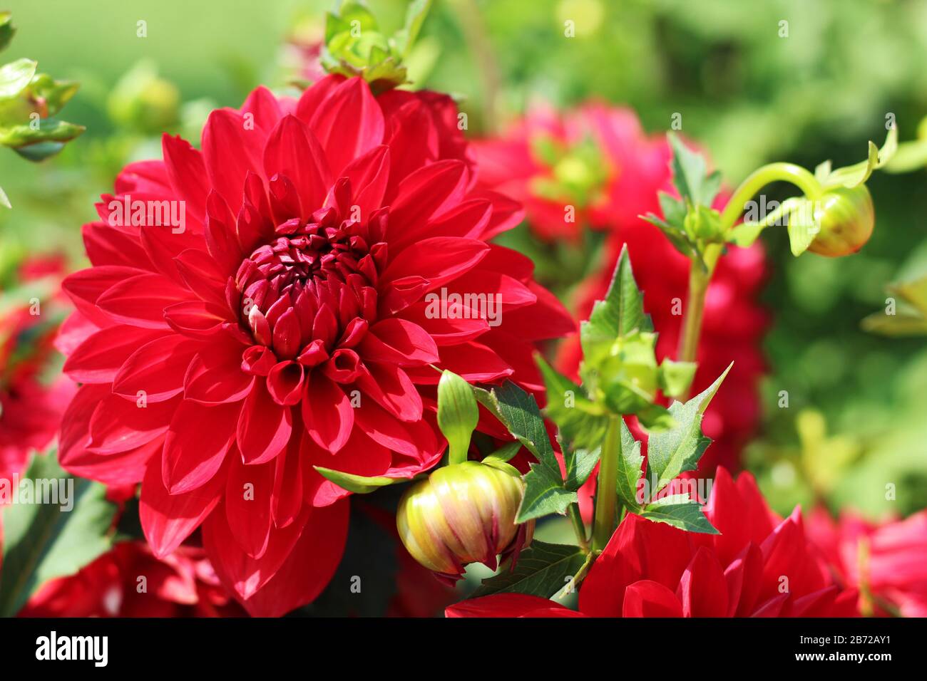pretty nature backgrounds flower