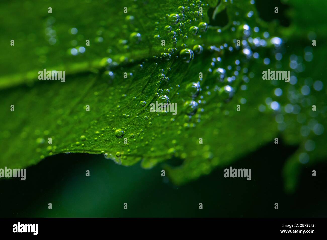 Macro photo of underwater aquatic plants producing small oxygen bubbles