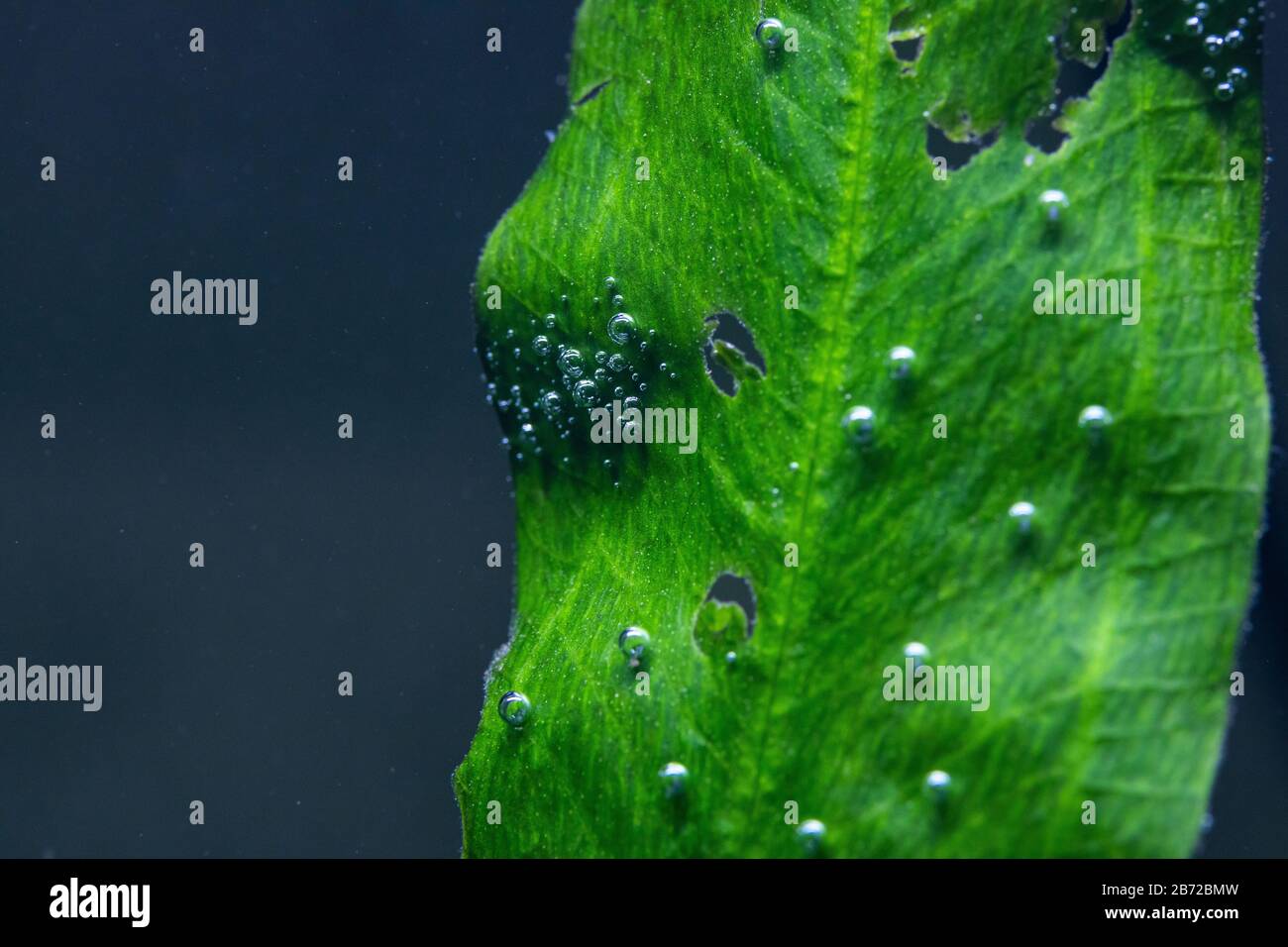 Macro photo of underwater aquatic plants producing small oxygen bubbles