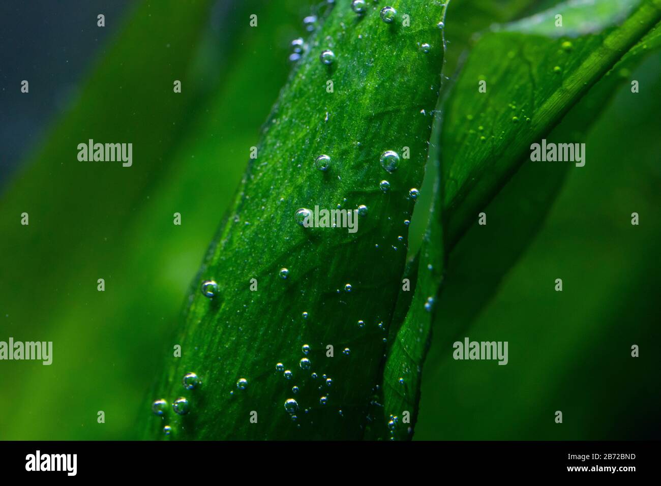 Macro photo of underwater aquatic plants producing small oxygen bubbles
