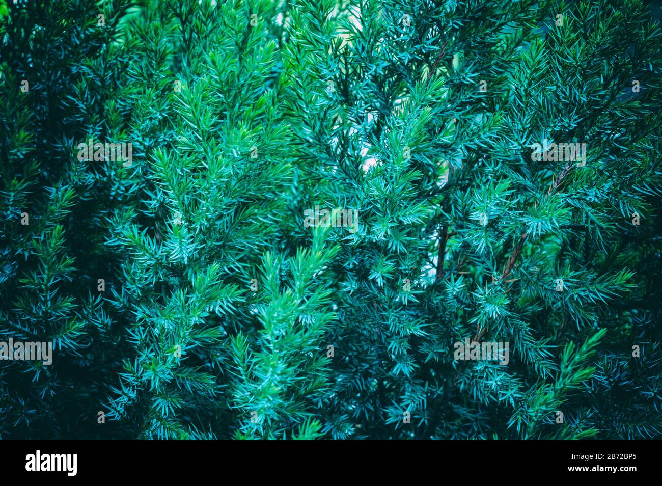 Evergreen juniper shrub, close up view of green branches with sunlight. Juniperus horizontalis Creeping Juniper. Tree branch texture needle background. Stock Photo