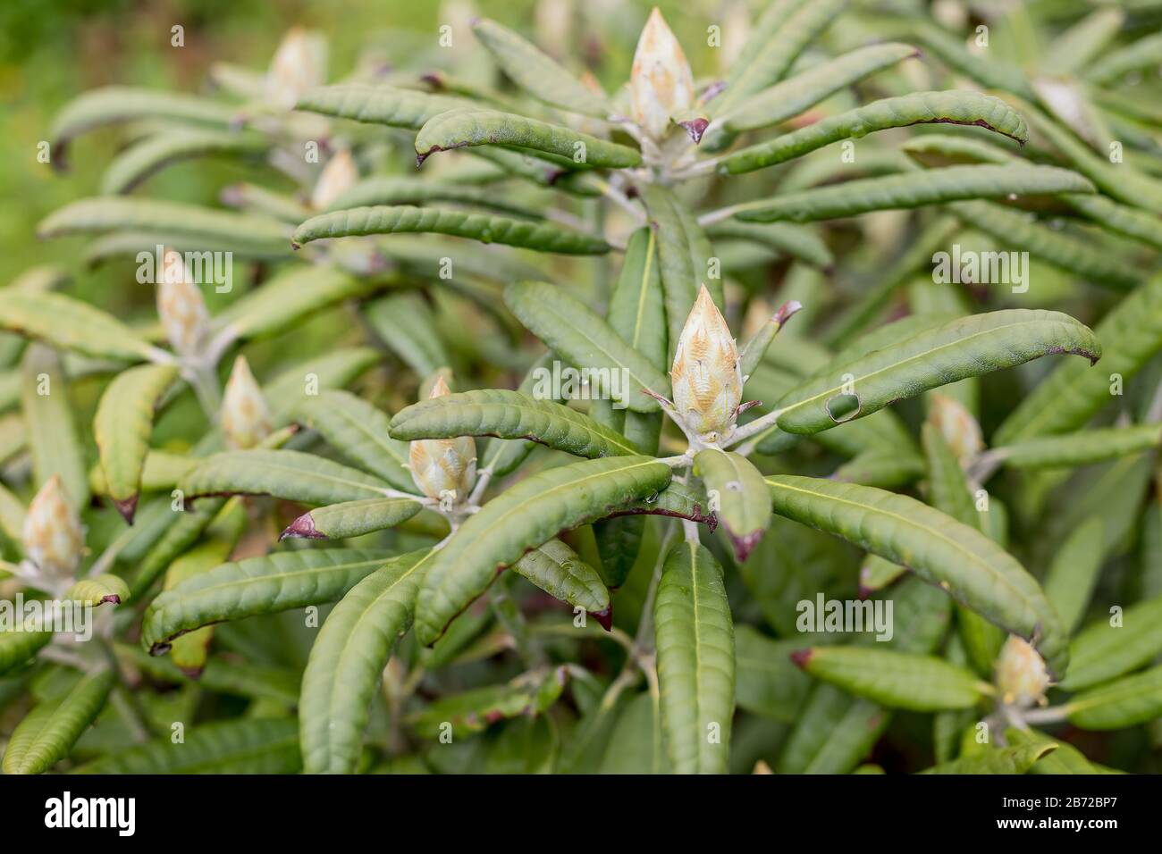 Rhododendron Flower Bud. Pink Azalea in the flower garden.Rhododendron bud in a garden. closed