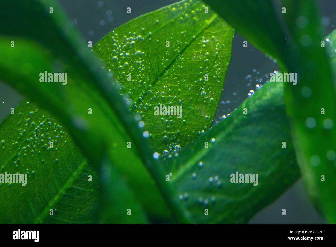 Oxygen bubbles plant hires stock photography and images Alamy