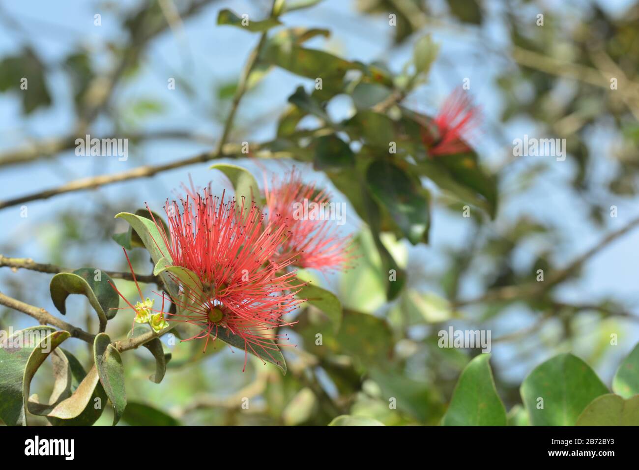Flowers and leaves of the Syzygium Fruit Stock Photo