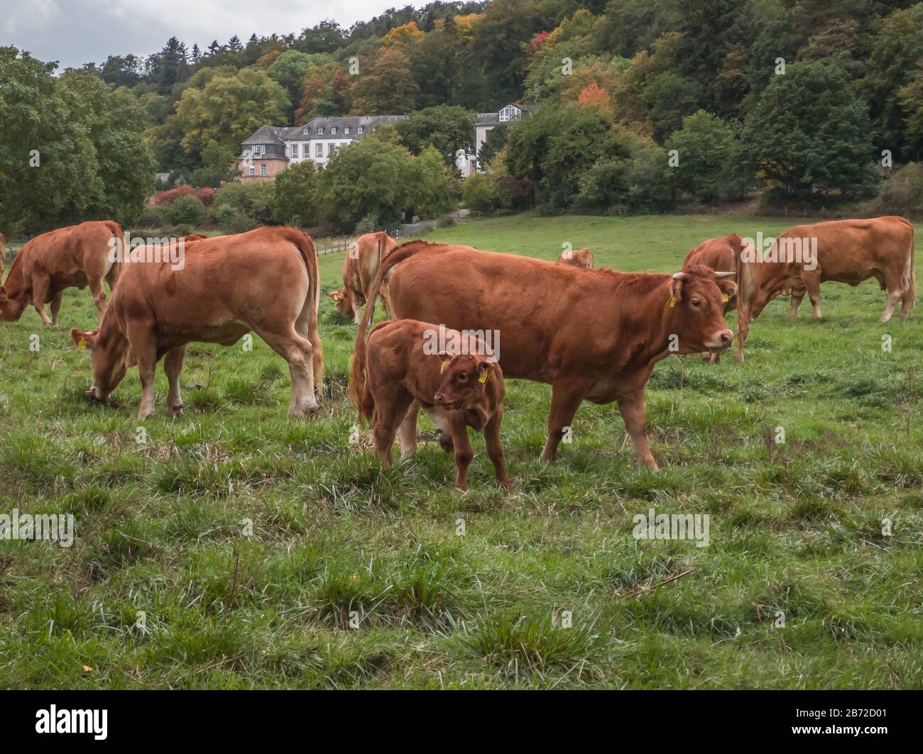 a herd of brown cows on a green meadow Stock Photo - Alamy