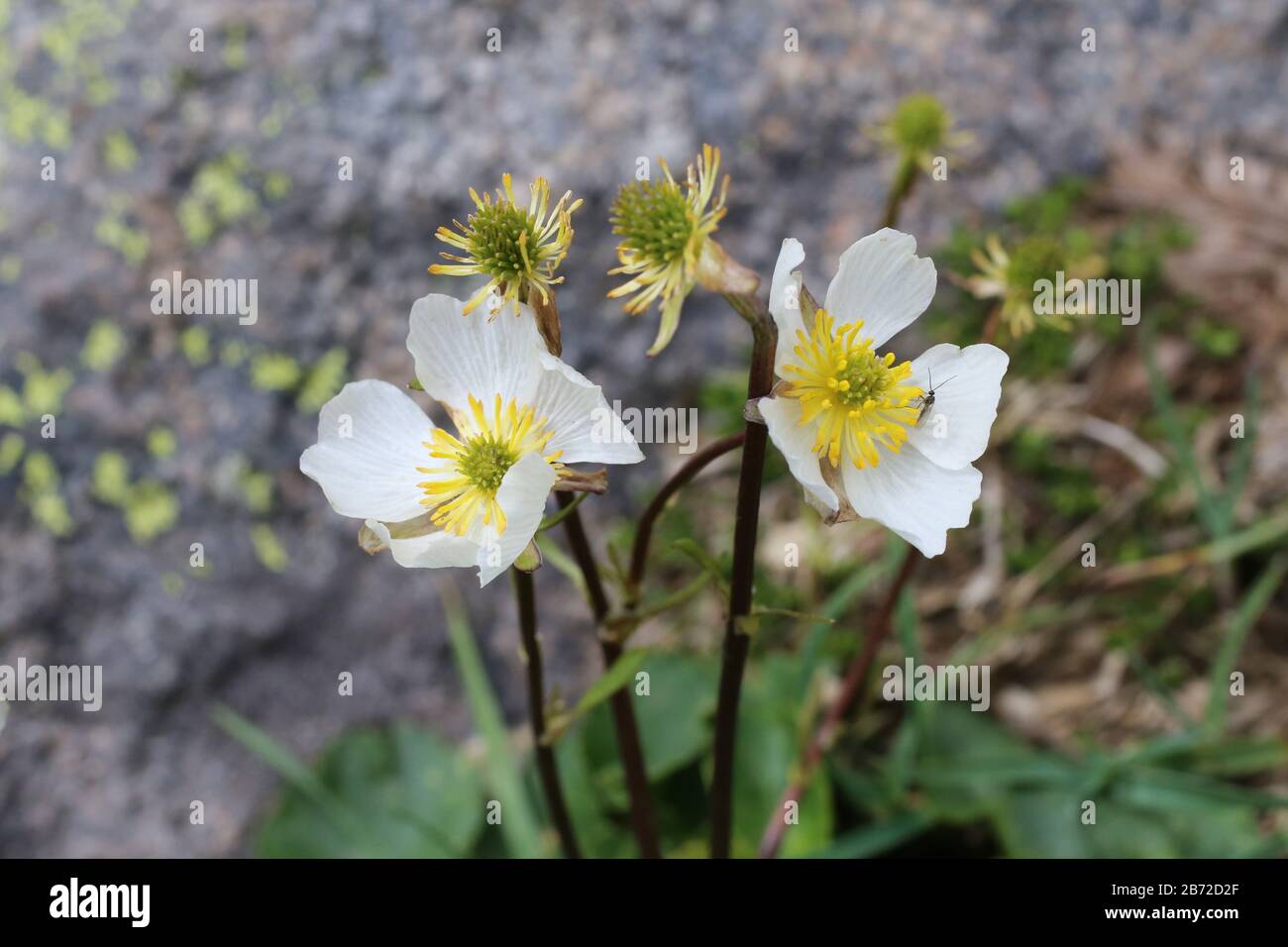Ranunculus crenatus - Wild plant shot in summer. Stock Photo