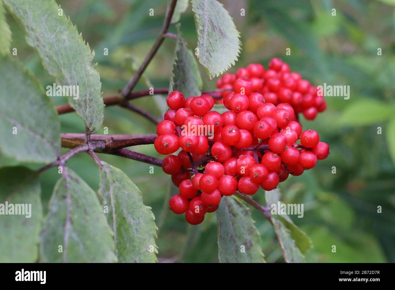 Sanango Racemosum Sambucus racemosa - Wild plant shot in summer Stock Photo - Alamy