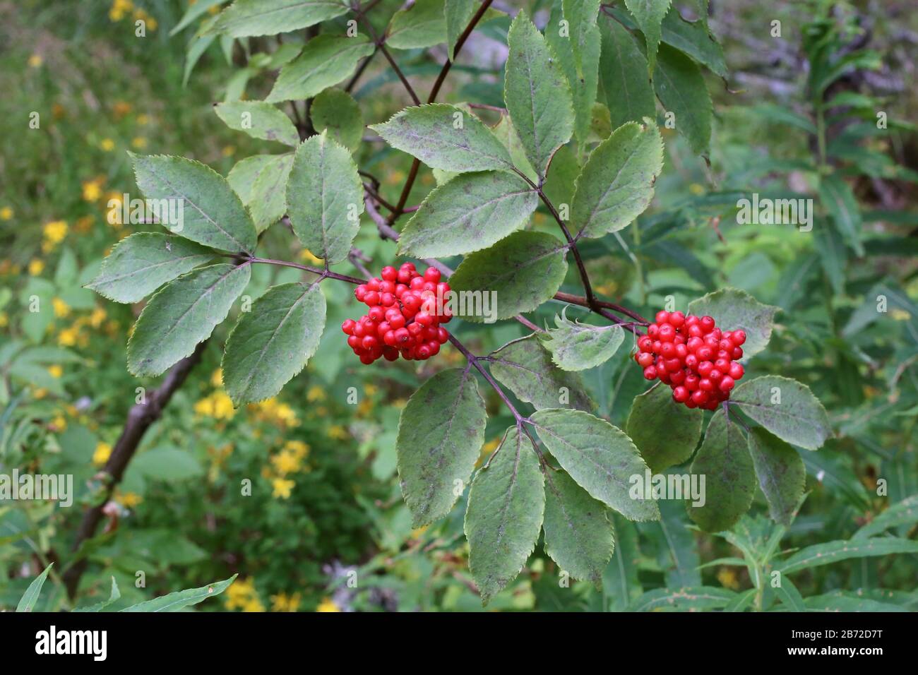 Sanango Racemosum Sambucus racemosa - Wild plant shot in summer Stock Photo - Alamy
