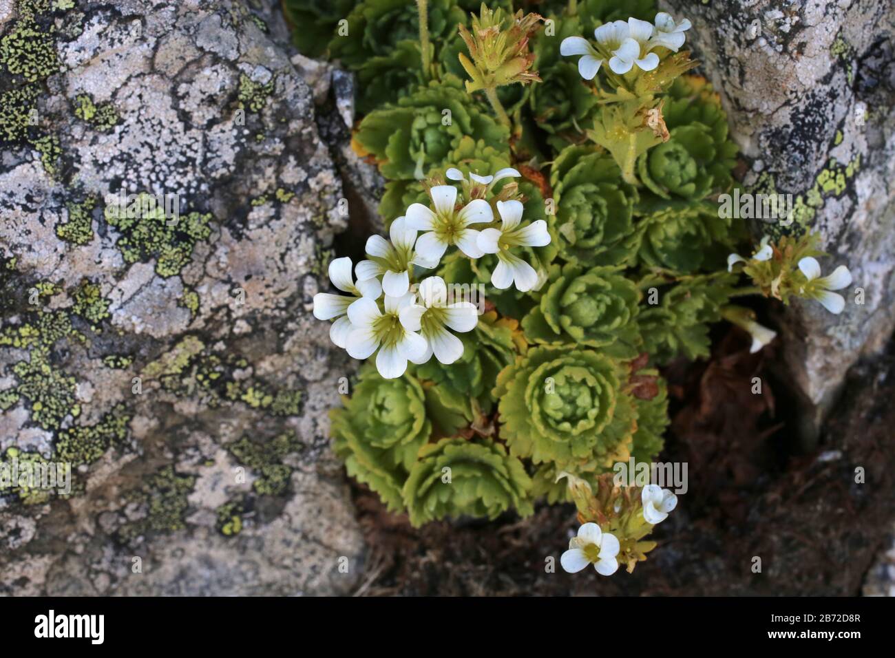 Saxifraga pedemontana subsp. cymosa - Wild plant shot in summer. Stock Photo