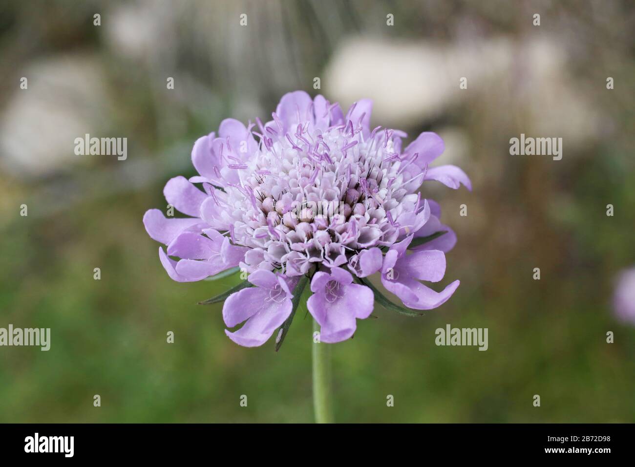 Scabiosa lucida - Wild plant shot in summer. Stock Photo