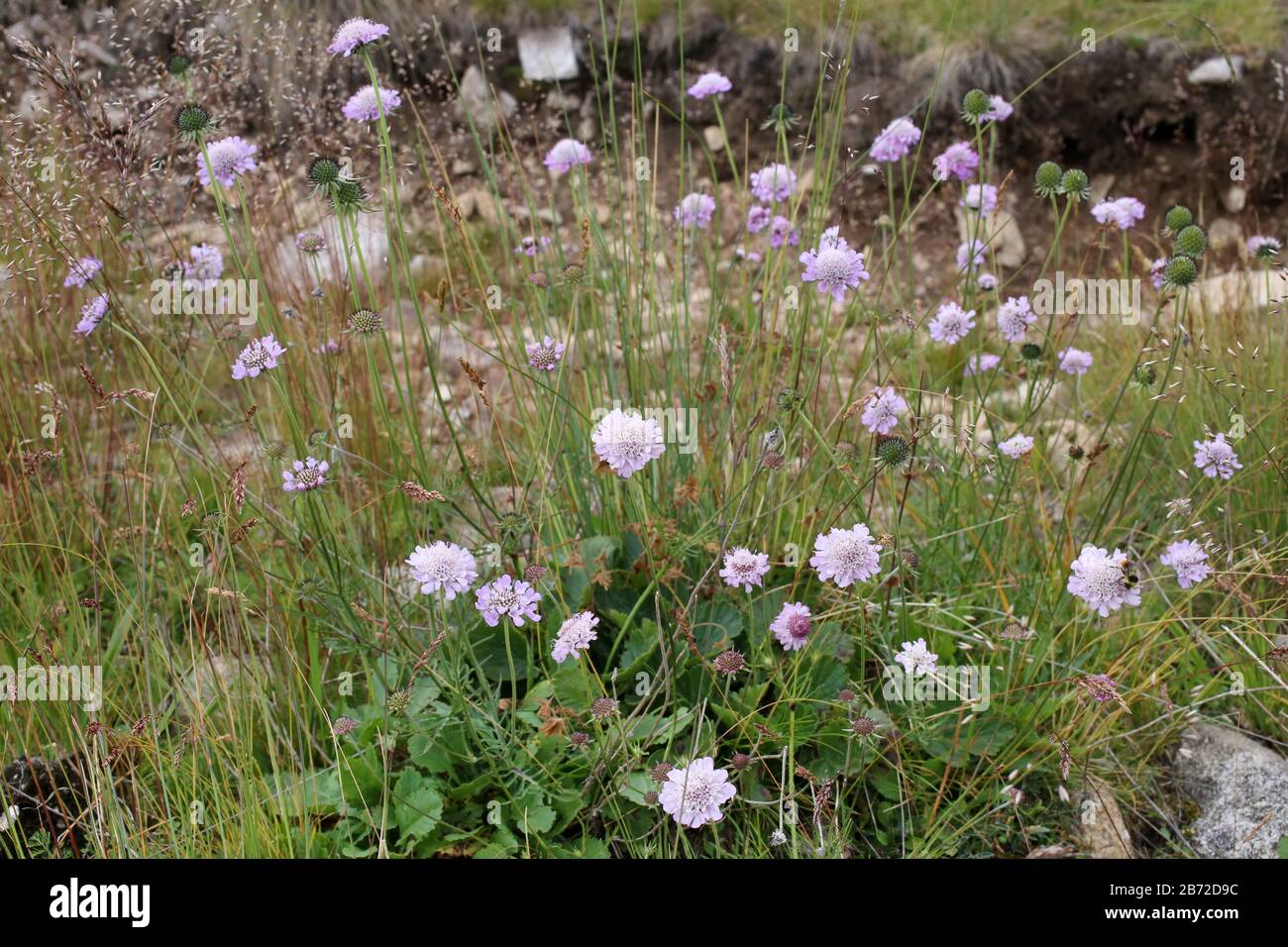 Scabiosa lucida - Wild plant shot in summer. Stock Photo