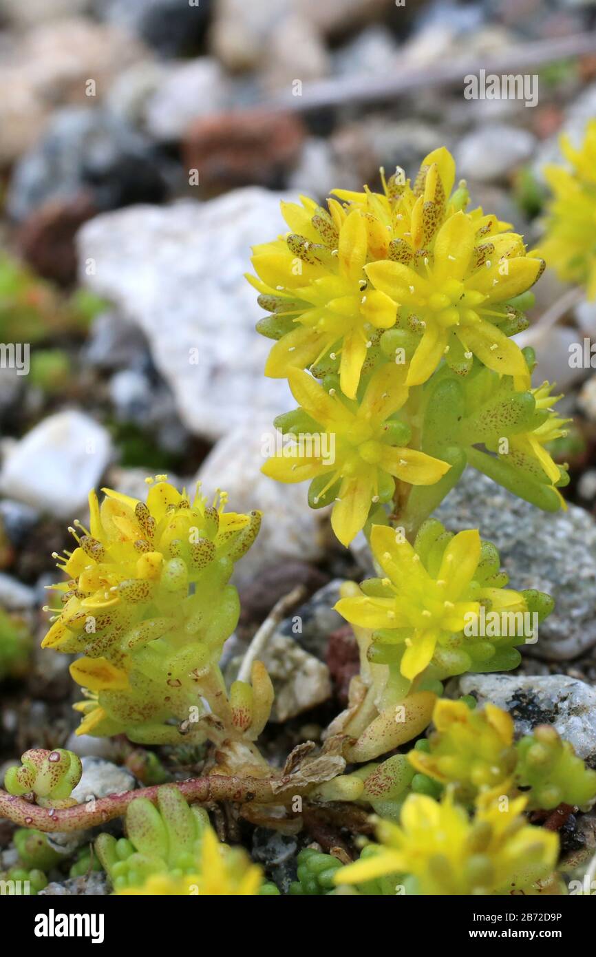 Sedum alpestre - Wild plant shot in summer. Stock Photo
