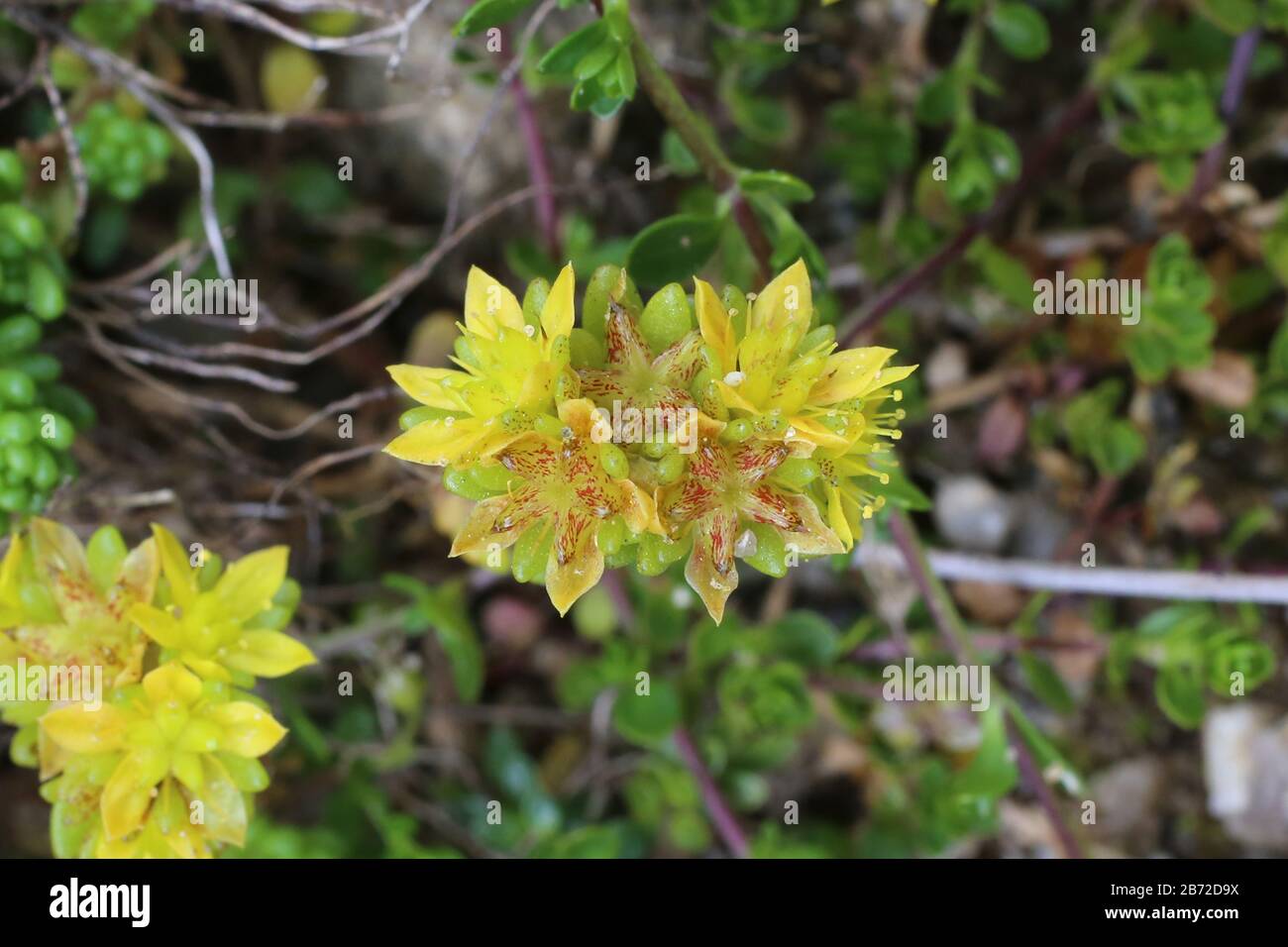 Sedum alpestre - Wild plant shot in summer. Stock Photo