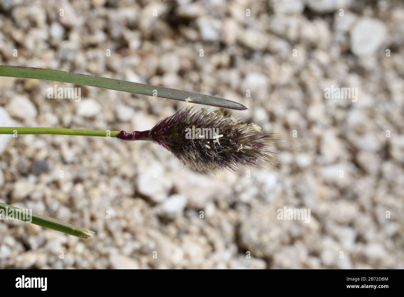 Sesleria comosa - Wild plant shot in summer. Stock Photo