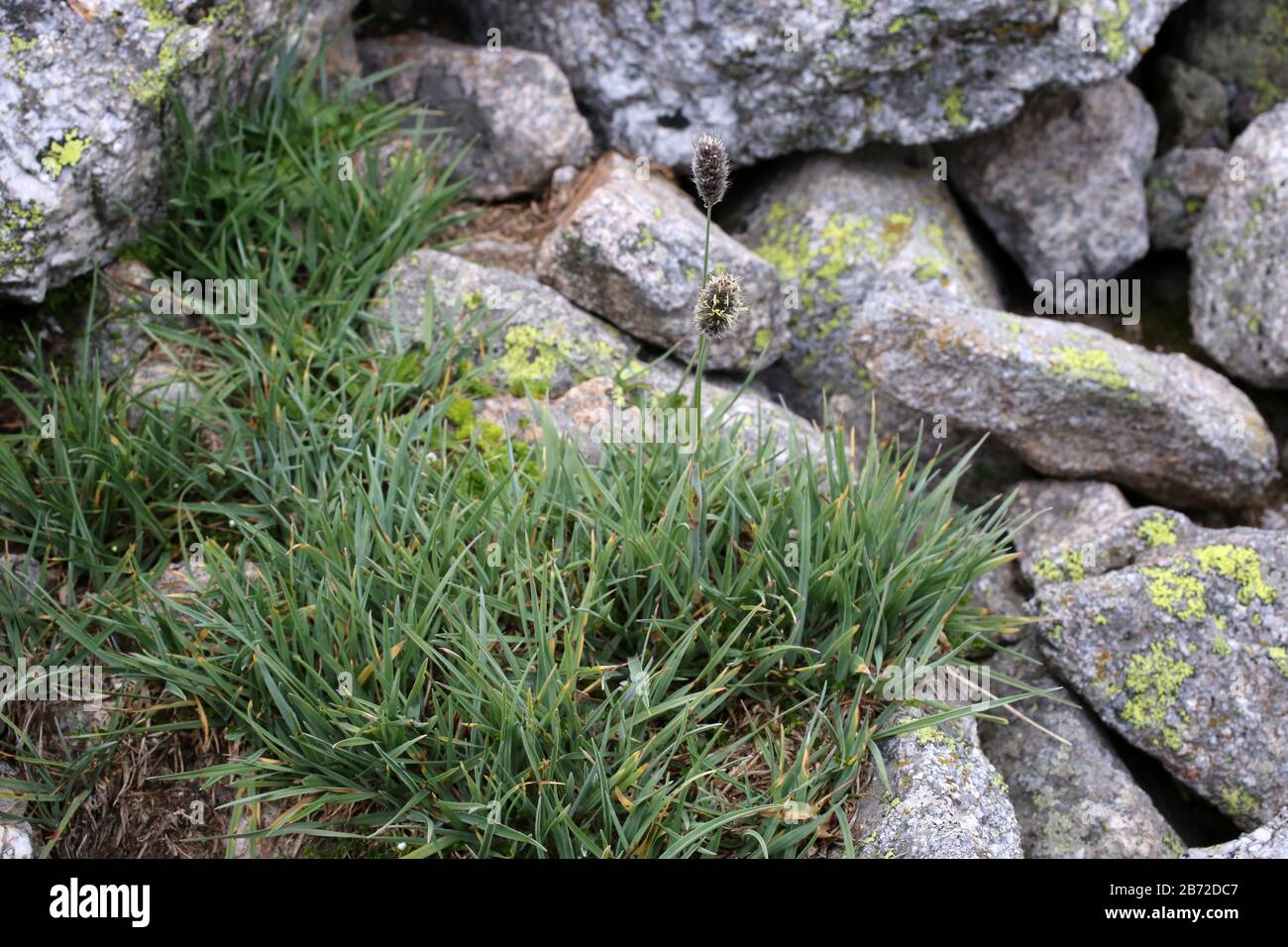 Phleum alpinum, Alpine Timothy, Poaceae. Wild plant shot in summer. Stock Photo