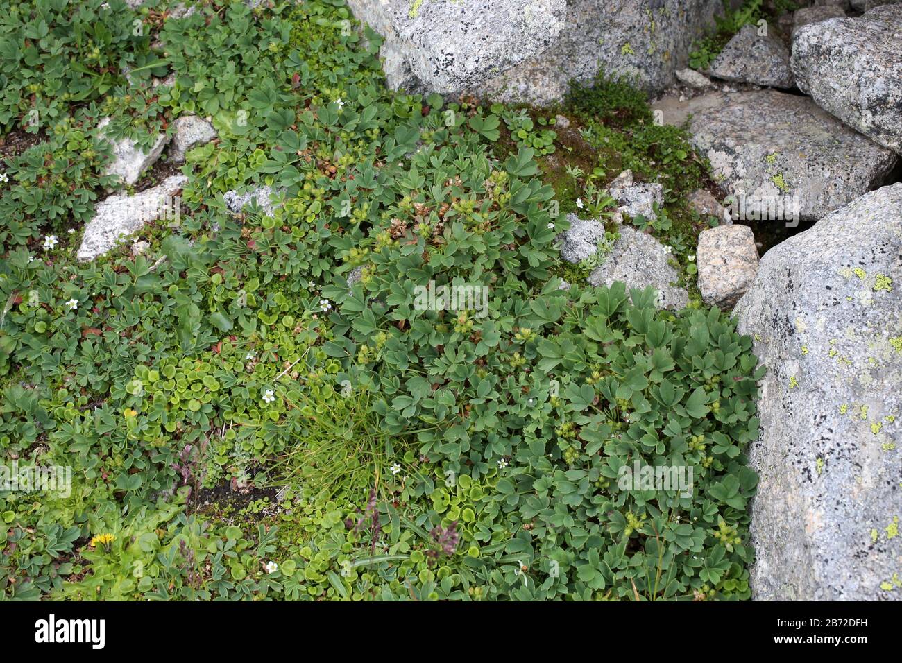 Sibbaldia procumbens - Wild plant shot in summer. Stock Photo