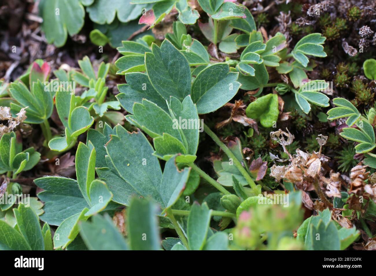 Sibbaldia procumbens - Wild plant shot in summer. Stock Photo