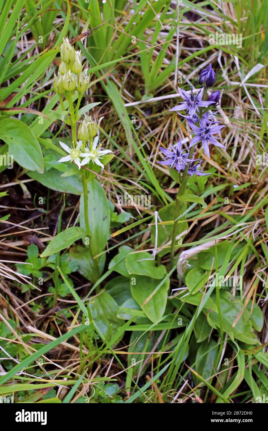 Swertia perennis - Wild plant shot in summer. Stock Photo