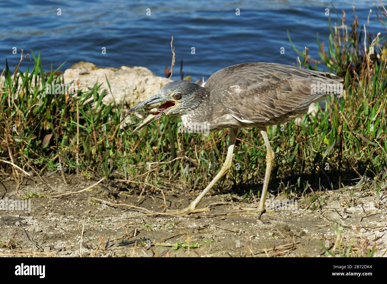 A young Yellow-crowned Night Heron (nyctanassa violacea) feeds on a small crab it plucked from the ground. Stock Photo