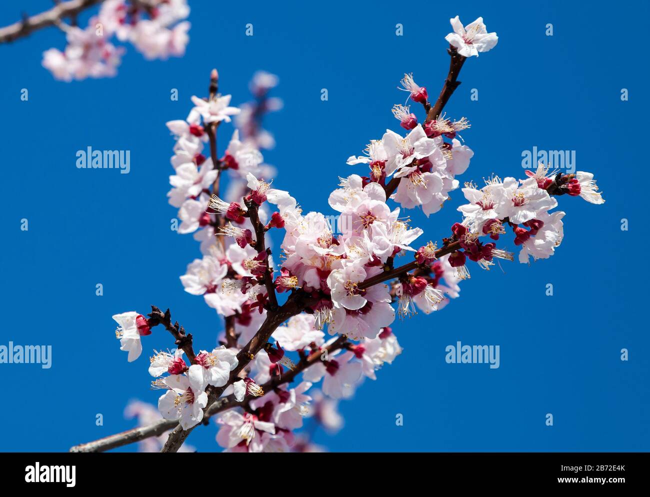 Pink blossom sakura flowers on a spring day in Japan., Beautiful ...