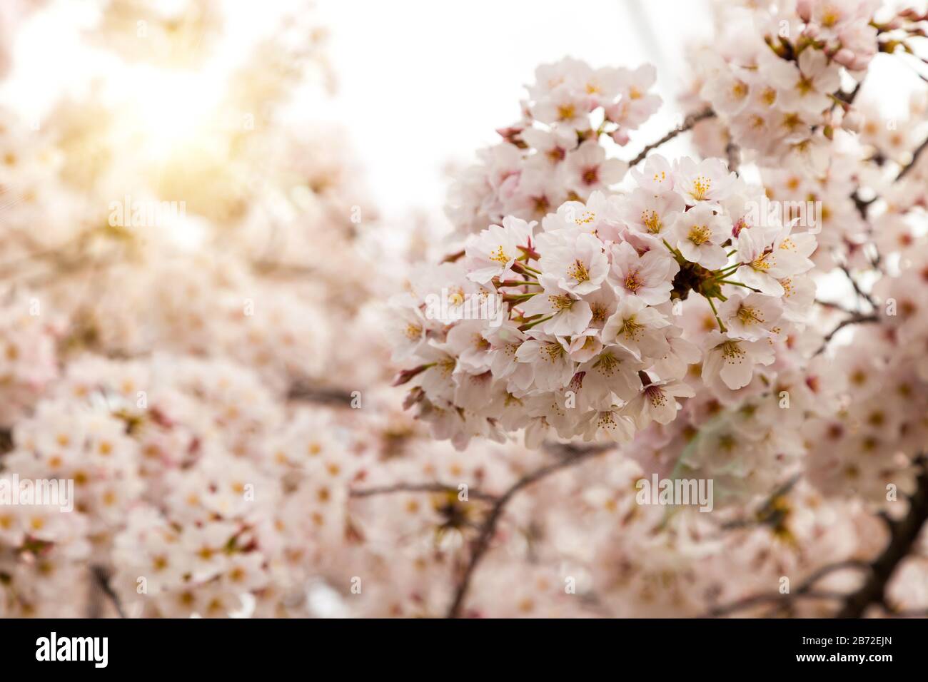 Pink blossom sakura flowers on a spring day in Japan., Beautiful ...